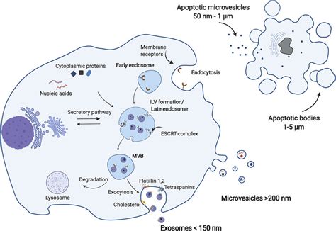 Biogenesis of extracellular vesicles. Extracellular vesicles are ... 