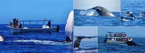 Whale Dolphin Watching Tours In Trincomalee Best Of Lanka