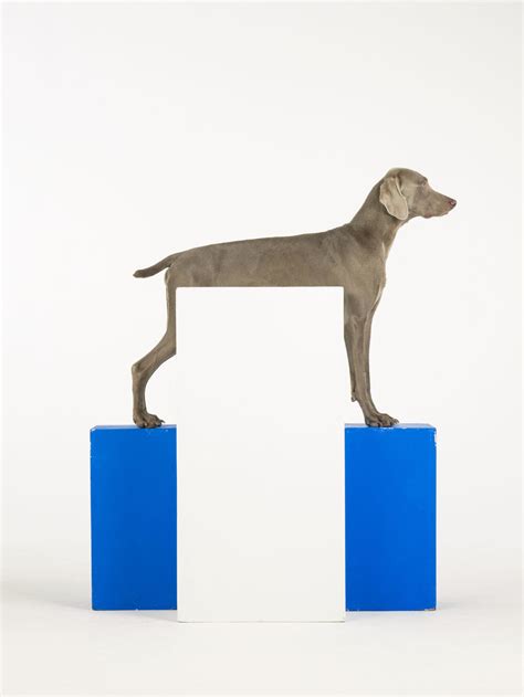 William Wegman photographs, Betsy Senior Fine Art