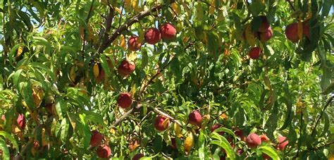 Ruby Prince Cling Peaches 2019 Meadowlark Farm