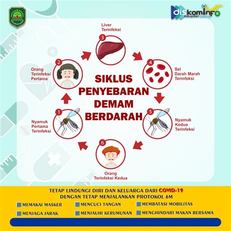 Siklus Penyebaran Demam Berdarah