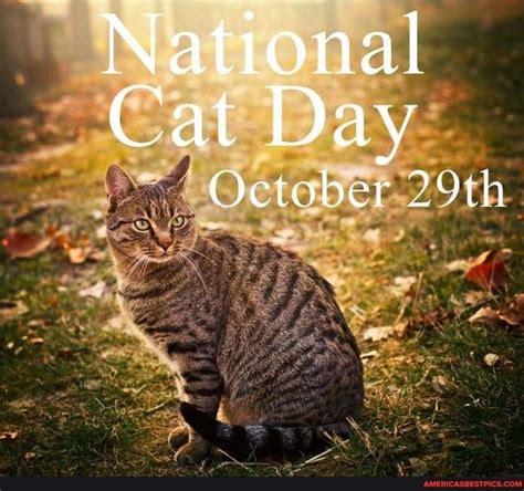 Happy National Cat Day Lets Show Us Your Beautiful Cats😸 National