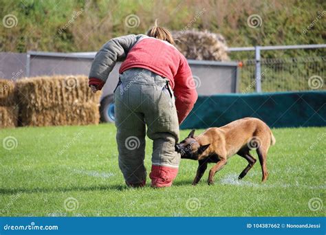 The Dog Malinois Must Watch the Suitcase and Attack the Attacker for ...