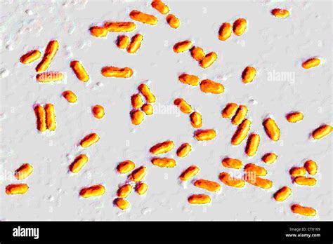 Escherichia Coli Microscope Banque Dimage Et Photos Alamy