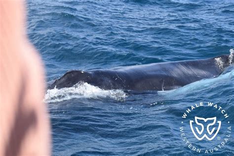 Language Of The Humpbacks Whale Watch Western Australia