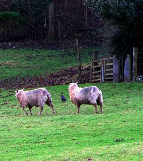 Sheep At Coombes West Sussex Grassrootsgroundswell Flickr