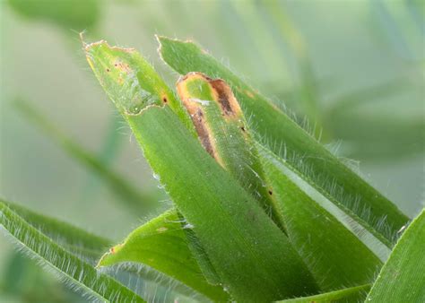 Twin-spot Skipper - Alabama Butterfly Atlas