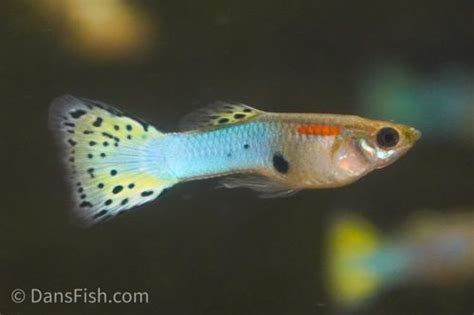 Light Blue Guppy, Breeding Group (1M4F) (Poecilia reticulata) - Dan's Fish