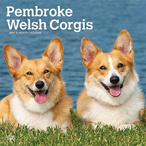 Pembroke Welsh Corgis 2021 12 X 12 Inch Monthly Square Wall Calendar