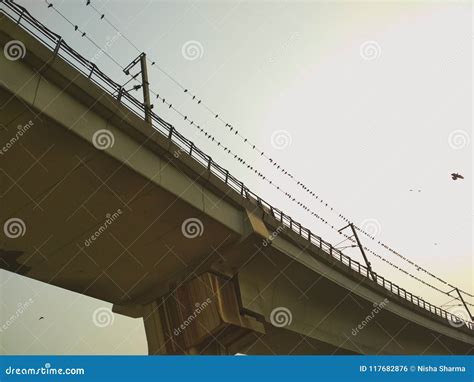 Birds On Bridge Stock Photo Image Of Birds Rail Bridge 117682876