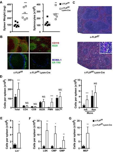 C FLIP F F LysM Cre Mice Lack Marginal Zone Macrophages And Have