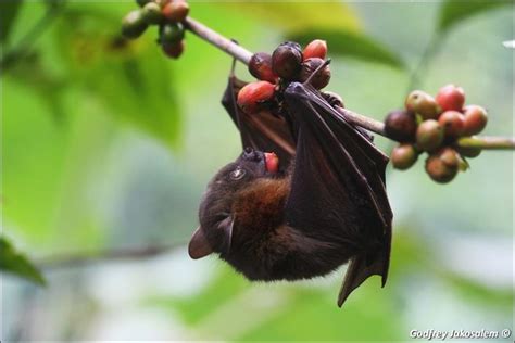 Philippine Naked Backed Fruit Bat Animaux Chauve Souris