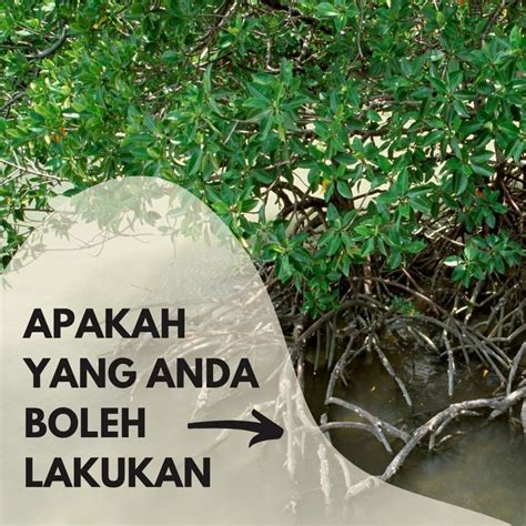 Hutan Paya Bakau Merupakan Khazanah Dunia Yang Per Wwf Malaysia