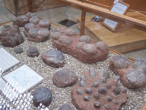 Giant Dino Eggs Found? Bad Reporting on Bad Science – Naturalis Historia