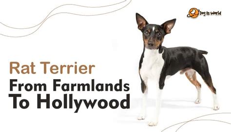 How Often Should You Walk Your Rat Terrier Puppy