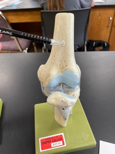 Articulations Joints Flashcards Quizlet