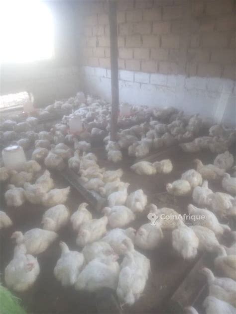 Alimentation Poulets De Chair Au S N Gal Coinafrique S N Gal