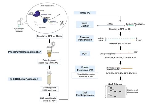 An In Vitro Assay Of MRNA 3 End Using The E Coli Cell Free Expression