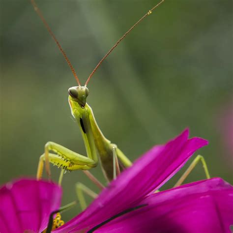 Biblical Meaning Of Seeing A Praying Mantis Bible Wings