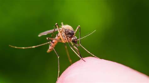 National Mosquito Control Awareness Week Facts