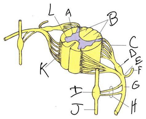 Intro To Nervous System Flashcards Quizlet