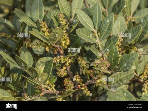 Mastic tree hi-res stock photography and images - Alamy