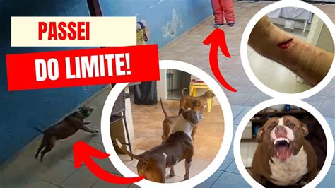 Invadi Uma Casa Pitbulls Agressivos Pra Ver Se Mordiam E O Que