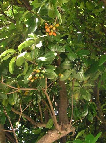 Karaka tree in berry – Tall broadleaf trees – Te Ara Encyclopedia of ...