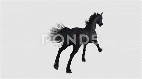 Black Mustang Horse Running