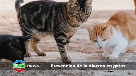 La importancia del agua en la prevención de la diarrea en gatos Humac