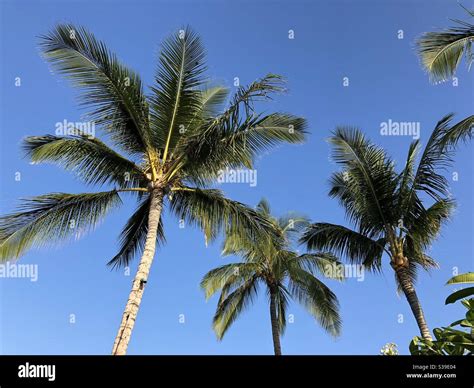 Palm Trees in Hawaii Stock Photo - Alamy