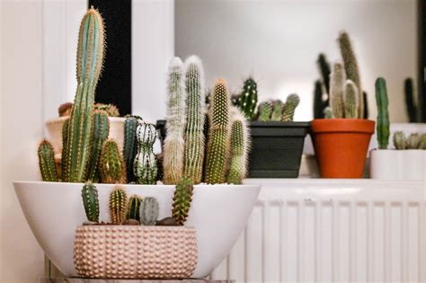 CUIDADO De CACTUS Tips Para Tenerlos FUERTES Y SANOS