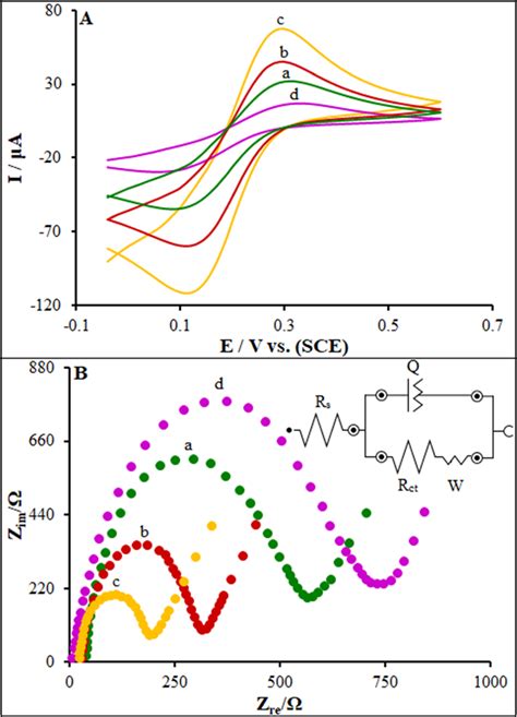 A Cyclic Voltammograms Of 5 Mm Fecn 6 3−4− In 01 M Kcl A Download Scientific