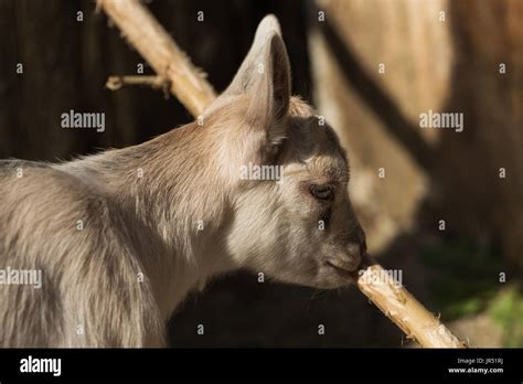 Goat Keeping Hi Res Stock Photography And Images Alamy