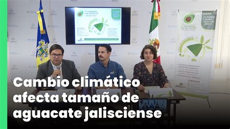 Cambio Clim Tico Afecta Tama O De Aguacate Jalisciense Jalisco