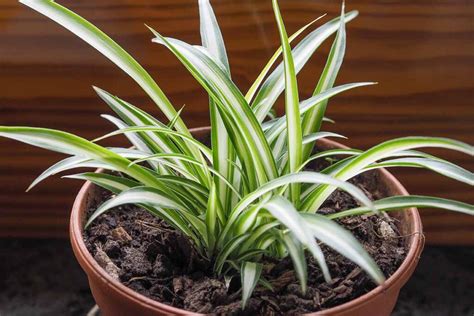 Why Do Spider Plants Fade Or Lose Their Variegation