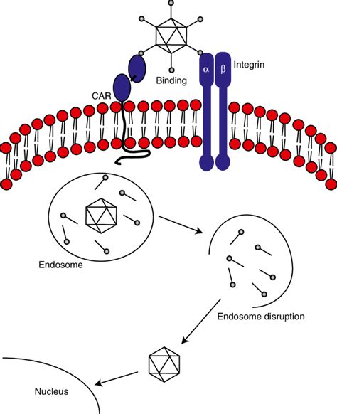 Schematic Representation Of Adenoviral Infection The Ad Virion