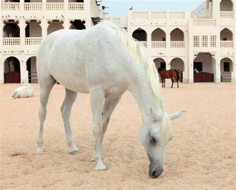 Arabische Pferde In Doha Qatar Stockfoto Bild 19304120