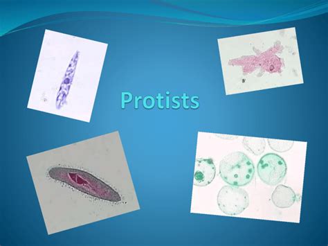 Protists - SciencePLC