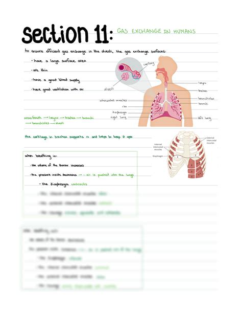 Solution Cie Igcse Biology Section Gas Exchange In Humans Studypool