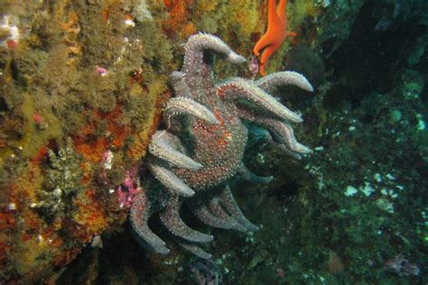 Sunflower Sea Star Proposed For Listing Under Esa Fishermens News