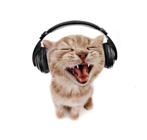 Create Meme Cool Cat Cat With Headphones Pictures Meme Arsenal