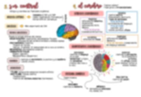 SOLUTION Bases Biol Gicas De La Conducta Humana Studypool