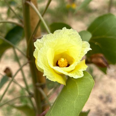 Thespesia Populnea Thailand Tree Nursery