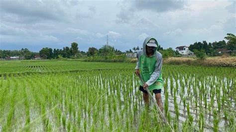 Fenomena El Nino Pada Picu Penurunan Luas Lahan Panen Di Bantul