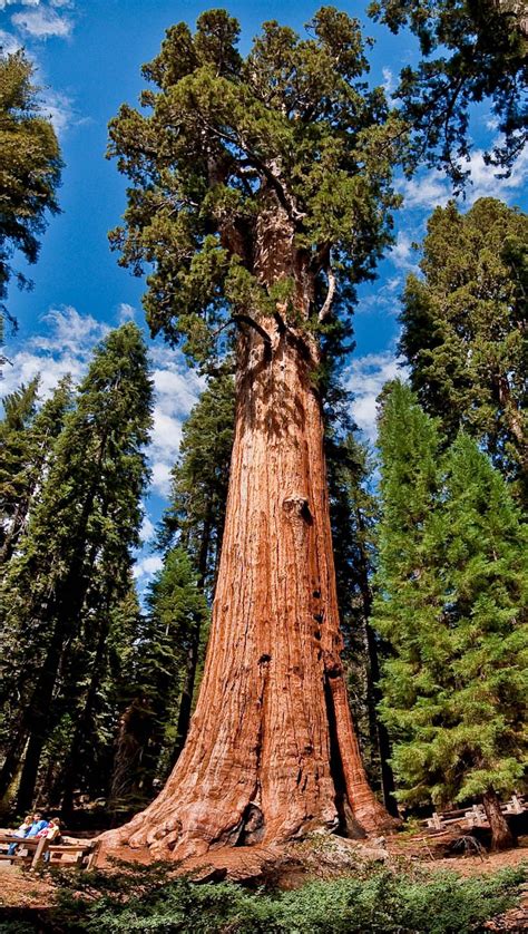 National Parks Sequoia And Kings Canyon Giant Sequoia Trees Redwood