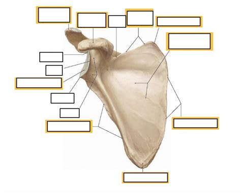 Scapula Labeling Worksheet - prntbl.concejomunicipaldechinu.gov.co