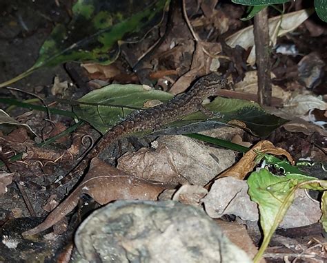 Atlantic Forest Naked Toed Gecko From Parque Natural Municipal Da