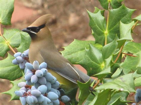 Cedar Waxwing On Holly Bush Photograph By Angie Camp Fine Art America