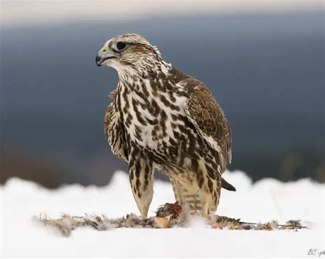 Saker Falcon - Facts, Diet, Habitat & Pictures on Animalia.bio